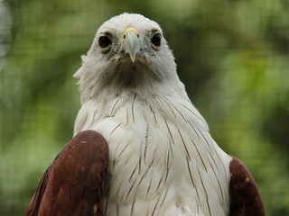 Beautiful portrait of Brahminy kite bird (Haliastur Indus)