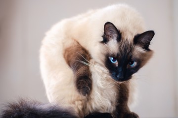 domestic fur animal cat balinese. looking.