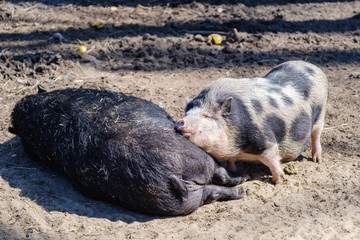 Agriculture pork meat piggy piglet,  pink.