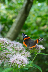 Admiral Schmetterling