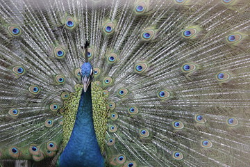 Beautiful color of Indian male peafowl or peacock (Pavo cristatus)