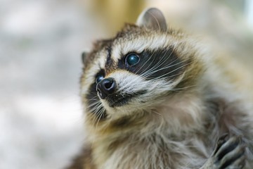 Raccoon face cute animal curiosity,  wildlife.
