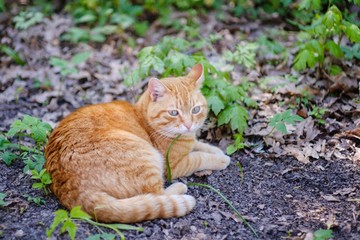 Cat cute animal pet domestic, fluffy funny.