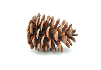 Spruce cone on a white background close-up