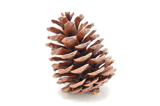 Spruce cone on a white background close-up