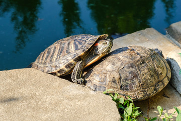 Red-eared Slider Turtle, group in pond