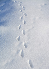 traces of fox on snow