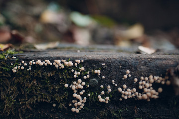 Small inedible mushrooms on wood