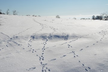 many traces of animals on the snow