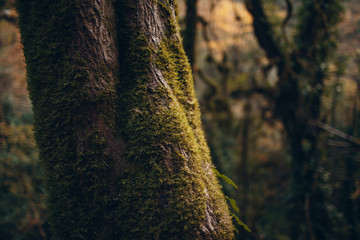 Obraz premium Moss trees in a dense forest