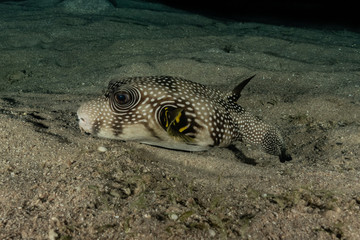 Fish swim in the Red Sea, colorful fish, Eilat Israel