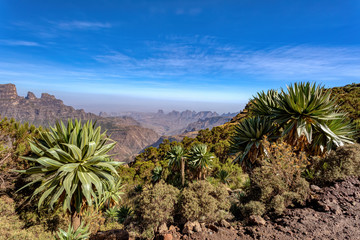 Beautiful giant lobelia, Lobelia rhynchopetalum, endemic plant in Ethiopia, Semien or Simien...