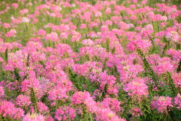 flowers in the garden