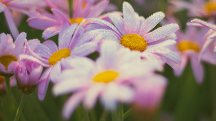 Obraz premium COSMOS