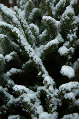 branches of fir tree covered with snow