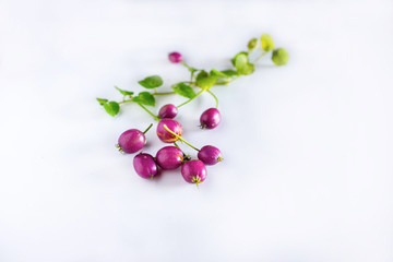 Close-up of Lobelia angulata leaves and fruit