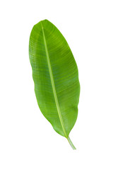 banana leaf isolated on white background