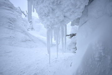樹氷