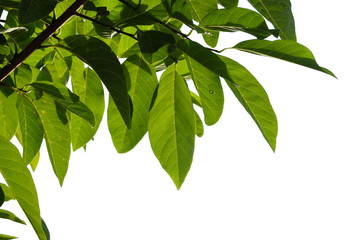 Green tree branch isolated on white background