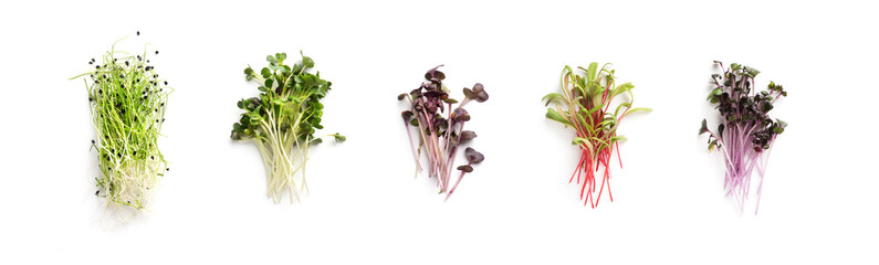 Growing kale, alfalfa, sunflower, arugula, mustard sprouts - obrazy, fototapety, plakaty