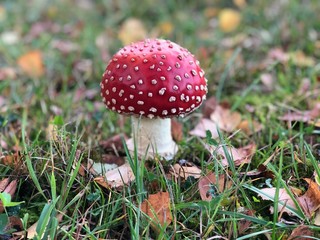 Fliegenpilz