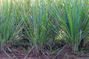 Bushes of green lemongrass in garden.
