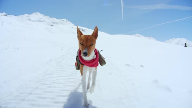 Cute adorable brown puppy runs in snow wit harness