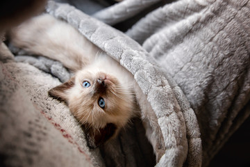Sacred Burmese kitten. Cute little kitten is sleeping in soft blanket
