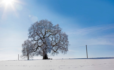Frostiger Morgen Baum im Winter