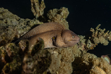 Moray eel Mooray lycodontis undulatus in the Red Sea, eilat israel