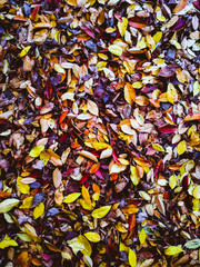 autumn leaves background