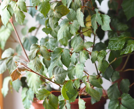 Indoor plant Cissus, in common people called birch. Against the background of the window.