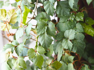 Indoor plant Cissus, in common people called birch. Against the background of the window.