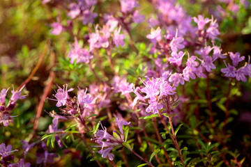 Uncultivated flowering thyme.