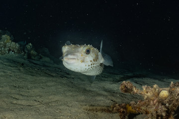 Fish swim in the Red Sea, colorful fish, Eilat Israel © yeshaya