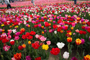 Beautiful field of tulips 