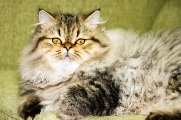 Playful long-haired kitten Persian chinchilla gray color. Home pet. Naughty cat.