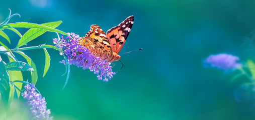 Fototapeta na wymiar Beautiful butterfly and lilac summer flowers on a background of green blue foliage in a fairy garden. Macro artistic image. Wonderland. Banner format. Copy space.
