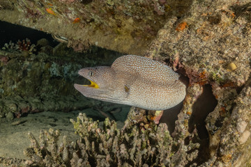Moray eel Mooray lycodontis undulatus in the Red Sea, eilat israel