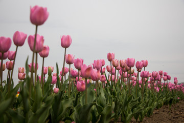 Beautiful field of tulips 