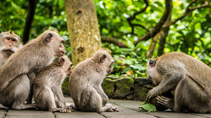 Opening Coconut, Long-tailed macaques, Macaca fascicularis, in Sacred Monkey Forest, Ubud, Indonesia