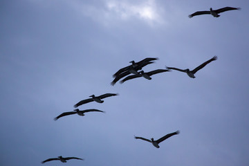 Pelican flying in the sky