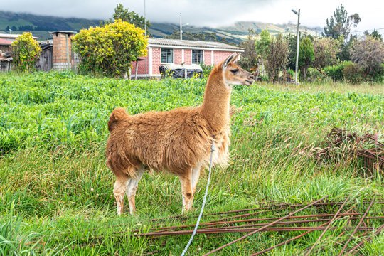 Standing lama at ecuadorian village