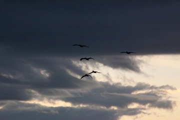 Pelican flying in the sky