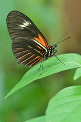 Postman butterfly perched on leaf