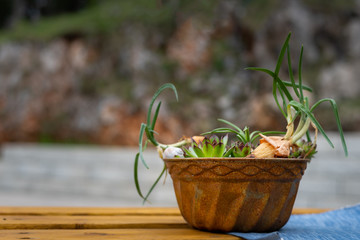 rusty baking pan with small plants inside