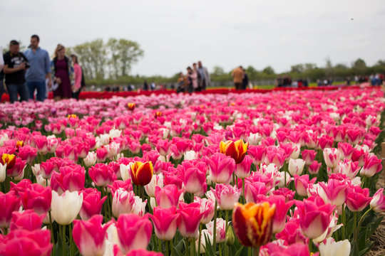 Beautiful field of tulips 