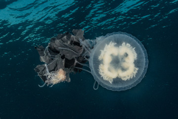 Jelly fish in the Red Sea colorful and beautiful, Eilat Israel