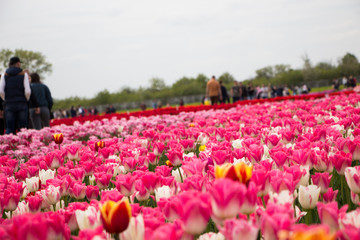 Beautiful field of tulips 