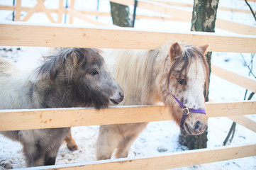 Two little pony horses stay near fence in the zoo